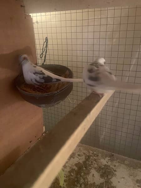 red and diamond pied dove split breeder pair andred and diamond pathay 2