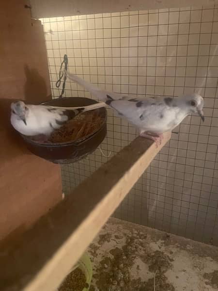red and diamond pied dove split breeder pair andred and diamond pathay 3
