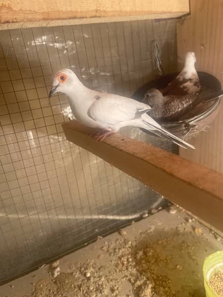 red and diamond pied dove split breeder pair andred and diamond pathay 5