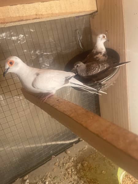 red and diamond pied dove split breeder pair andred and diamond pathay 5