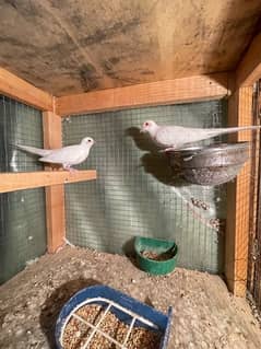 red and diamond pied dove breeder pair and red pied pathay