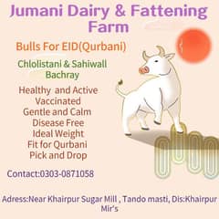 Bulls , wachy for Qurbani Eid