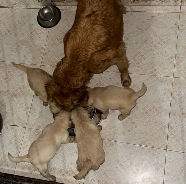 Golden Retriever imported bloodline Puppies 7