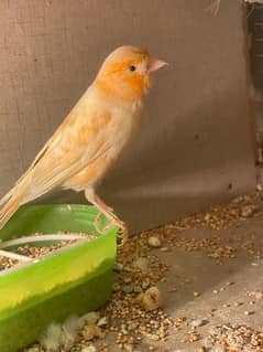 canary female