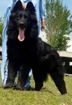 Black Germen sheperd Dog For sale