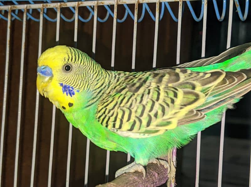 beautiful parrot Australian pair loved 1