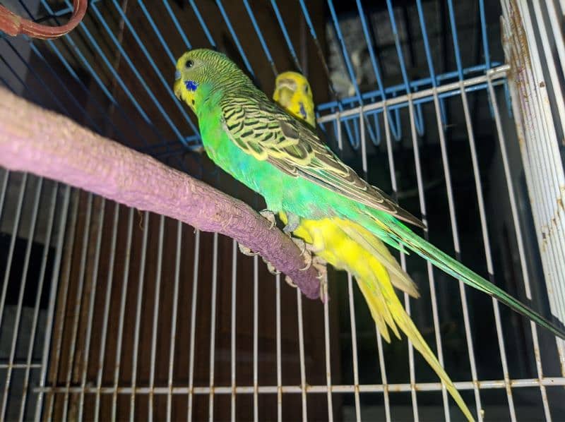 beautiful parrot Australian pair loved 9