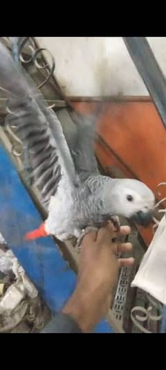 African grey hand tame