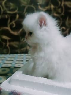 pershion kittens for sale 0