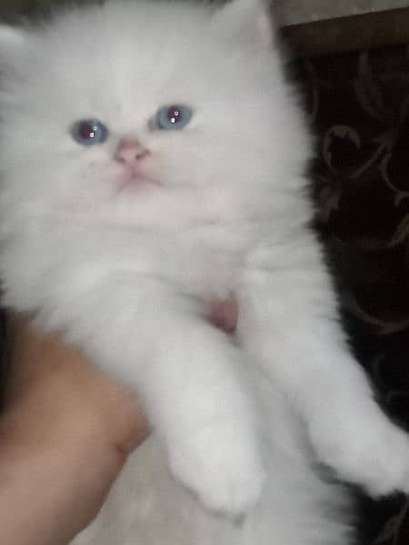 pershion kittens for sale 2