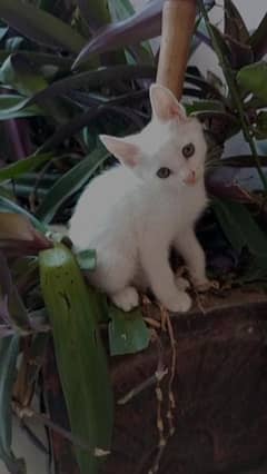 Semi persian kitten of 2 month