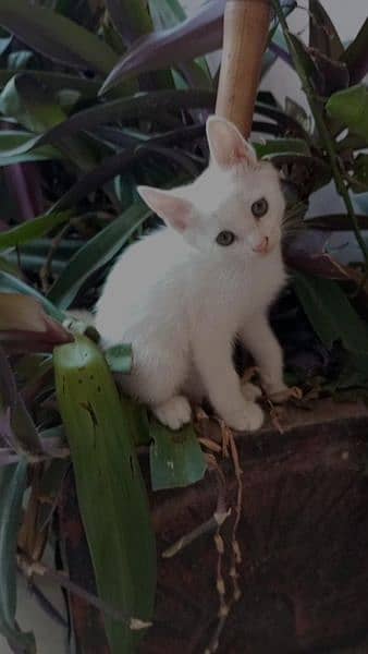 Semi persian kitten of 2 month 0