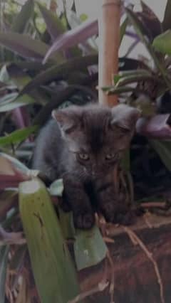 Semi Persian kitten of 1 month