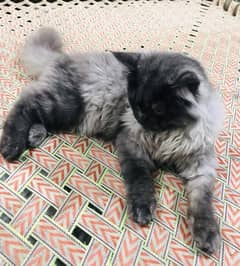 Persian cat (0326/4215/688)