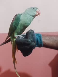 Raw parrot 5 month