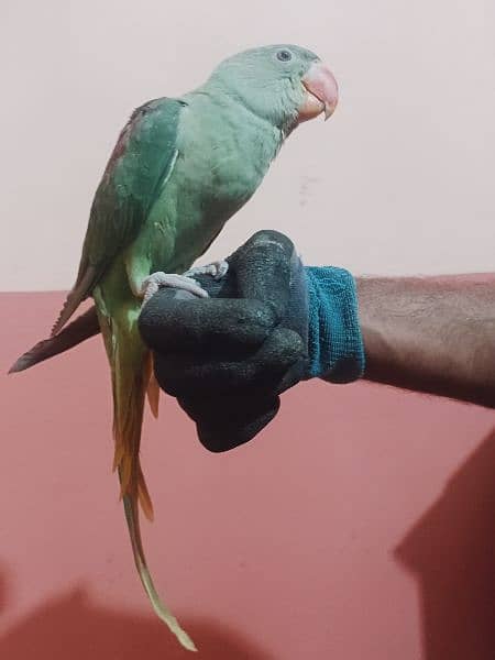 Raw parrot 5 month 1