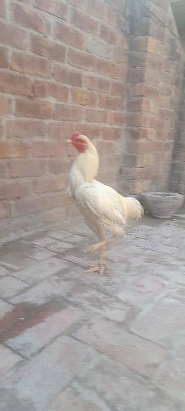 I buy a chicken of a pure shamo he become big sindhi and shamo hen 1
