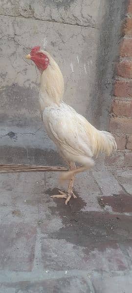 I buy a chicken of a pure shamo he become big sindhi and shamo hen 3