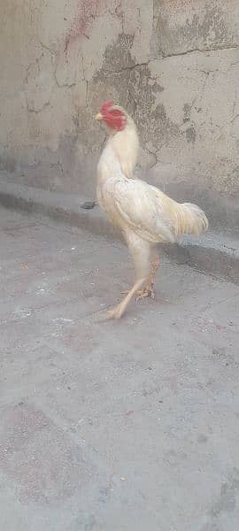 I buy a chicken of a pure shamo he become big sindhi and shamo hen 4