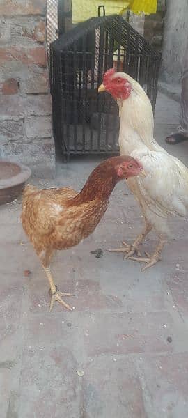 I buy a chicken of a pure shamo he become big sindhi and shamo hen 5