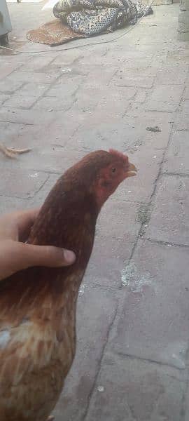 I buy a chicken of a pure shamo he become big sindhi and shamo hen 6