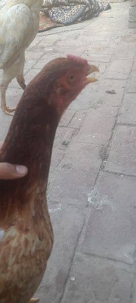 I buy a chicken of a pure shamo he become big sindhi and shamo hen 8