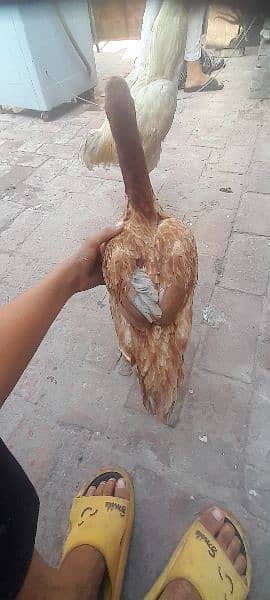 I buy a chicken of a pure shamo he become big sindhi and shamo hen 10