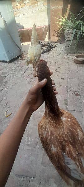 I buy a chicken of a pure shamo he become big sindhi and shamo hen 11