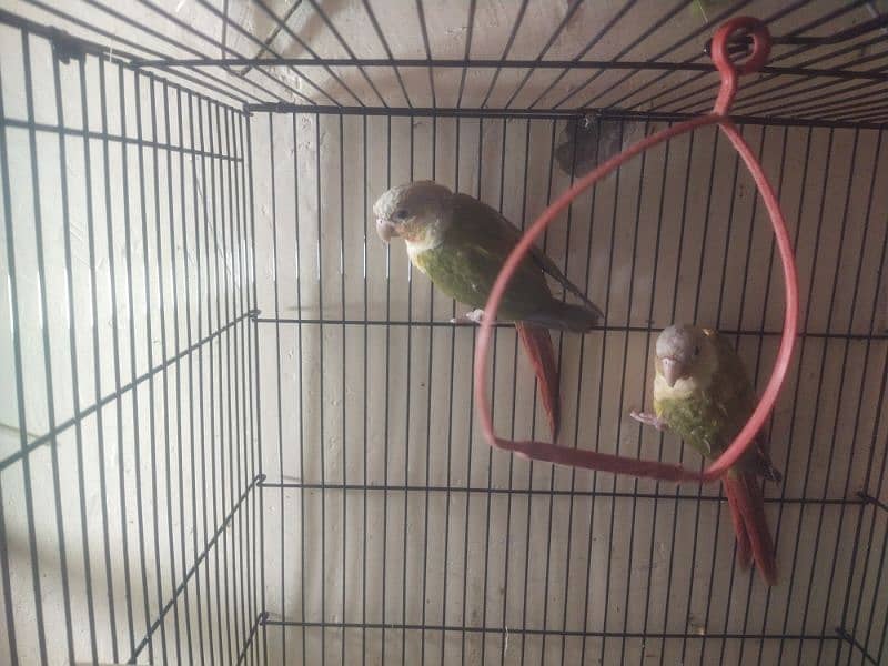 yellow sided and pineapple conure in high red factor 4