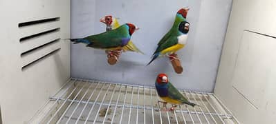 Gouldian finch young pairs available in different mutation