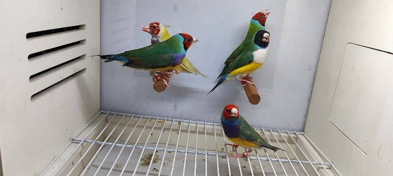 Gouldian finch young pairs available in different mutation 0