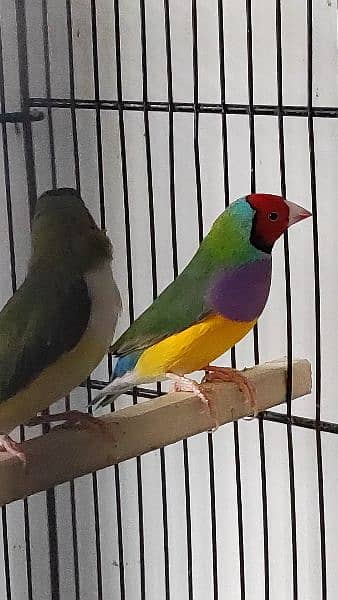Gouldian finch young pairs available in different mutation 1
