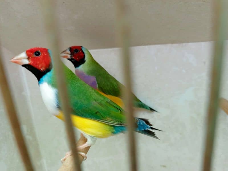 Gouldian finch young pairs available in different mutation 2