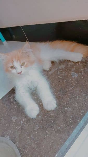 cat colour white and brown 5