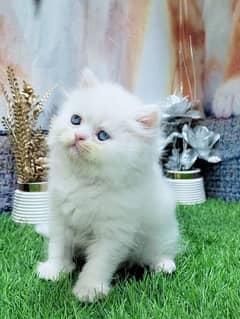 pure persian kittens 0305/6/4/4/2/2/7/7 0