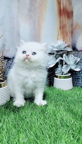 pure persian kittens 0305/6/4/4/2/2/7/7 1