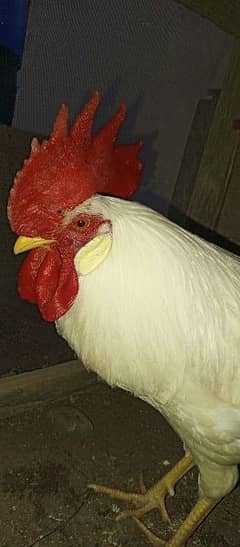 A farmi rooster for as a security gard in your area