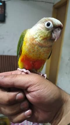 yellow sided conure