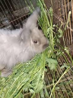 angora grey male rabbit for sale