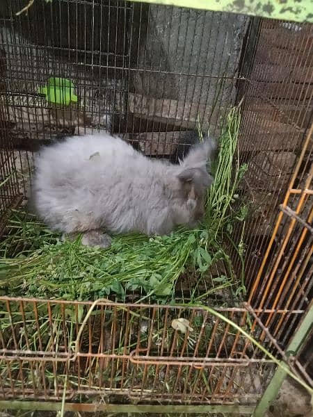 angora grey male rabbit for sale 2