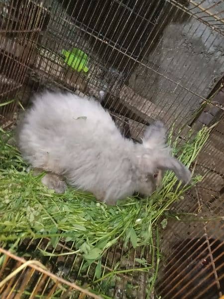 angora grey male rabbit for sale 3
