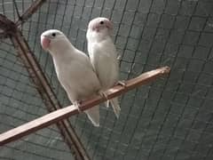 Love birds Albino split