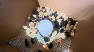 golden misri desi hens chicks