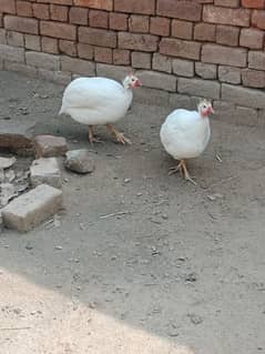 chakor pair for sale