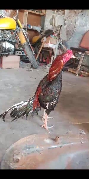 bohat hi achy garnty waley murgay hen humary pas or ghar k paley hen
