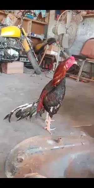 bohat hi achy garnty waley murgay hen humary pas or ghar k paley hen — photo 2