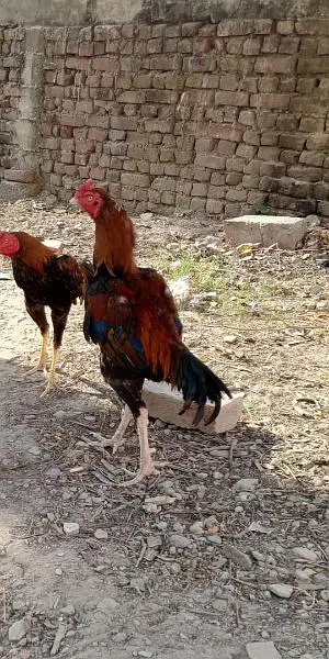 bohat hi achy garnty waley murgay hen humary pas or ghar k paley hen — photo 3