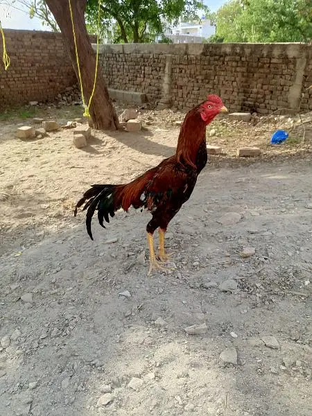 bohat hi achy garnty waley murgay hen humary pas or ghar k paley hen — photo 4