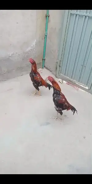 bohat hi achy garnty waley murgay hen humary pas or ghar k paley hen — photo 5