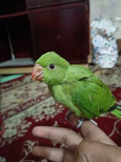 green neck baby parrot